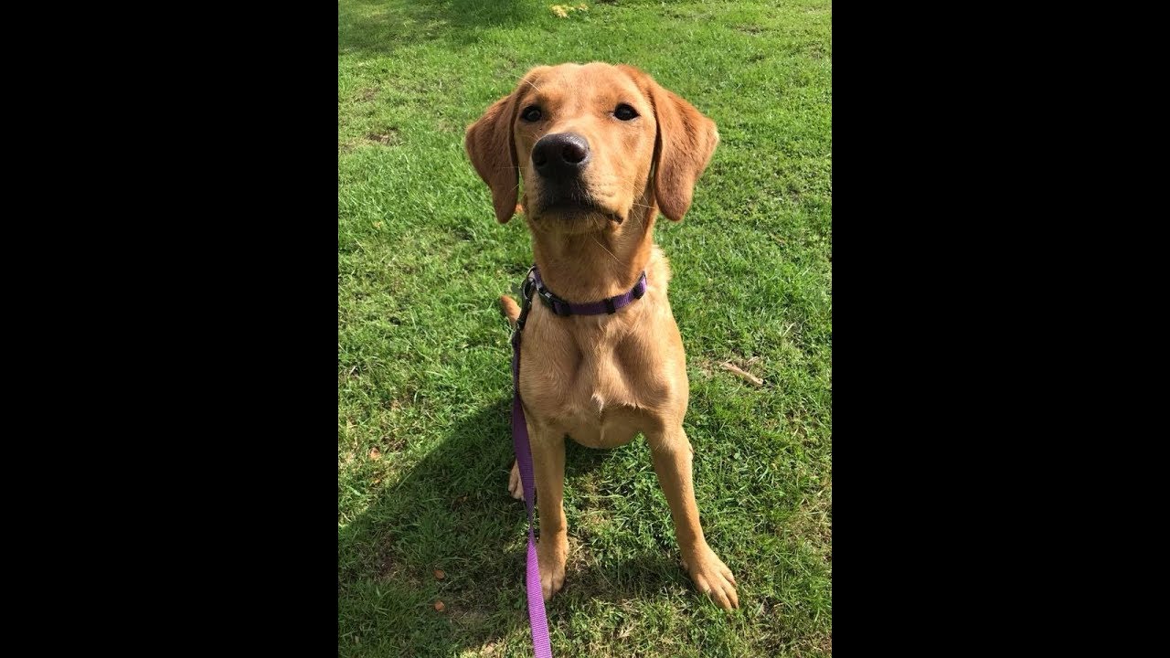 Matilda - 8 Month Old Labrador - 2 Weeks Residential Dog Training