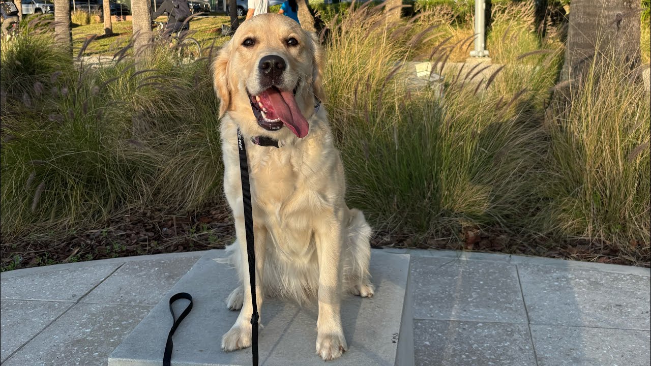 10-Month-Old Golden Retriever Shea’s Transformation From Anxious to Confident Outdoors | Tampa FL