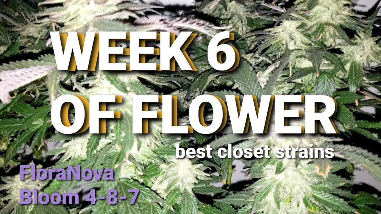 WEEK 6 OF FLOWER Plus FloraNova Bloom 4-8-7