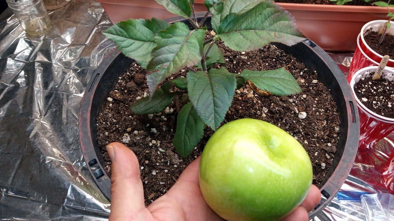 World's 🌎 BEST way to Grow Apples 🍏 from Seed!