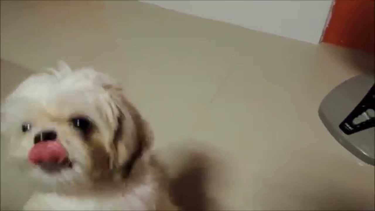 Harry the Shih Tzu Talking Back