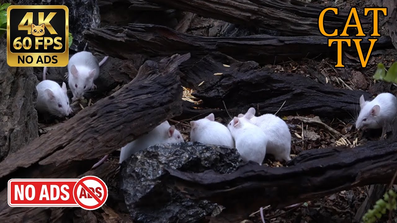 [NO ADS, NO AI] CAT TV Cinema 🐭 White Mice Secret Log Colony - 4K 60FPS
