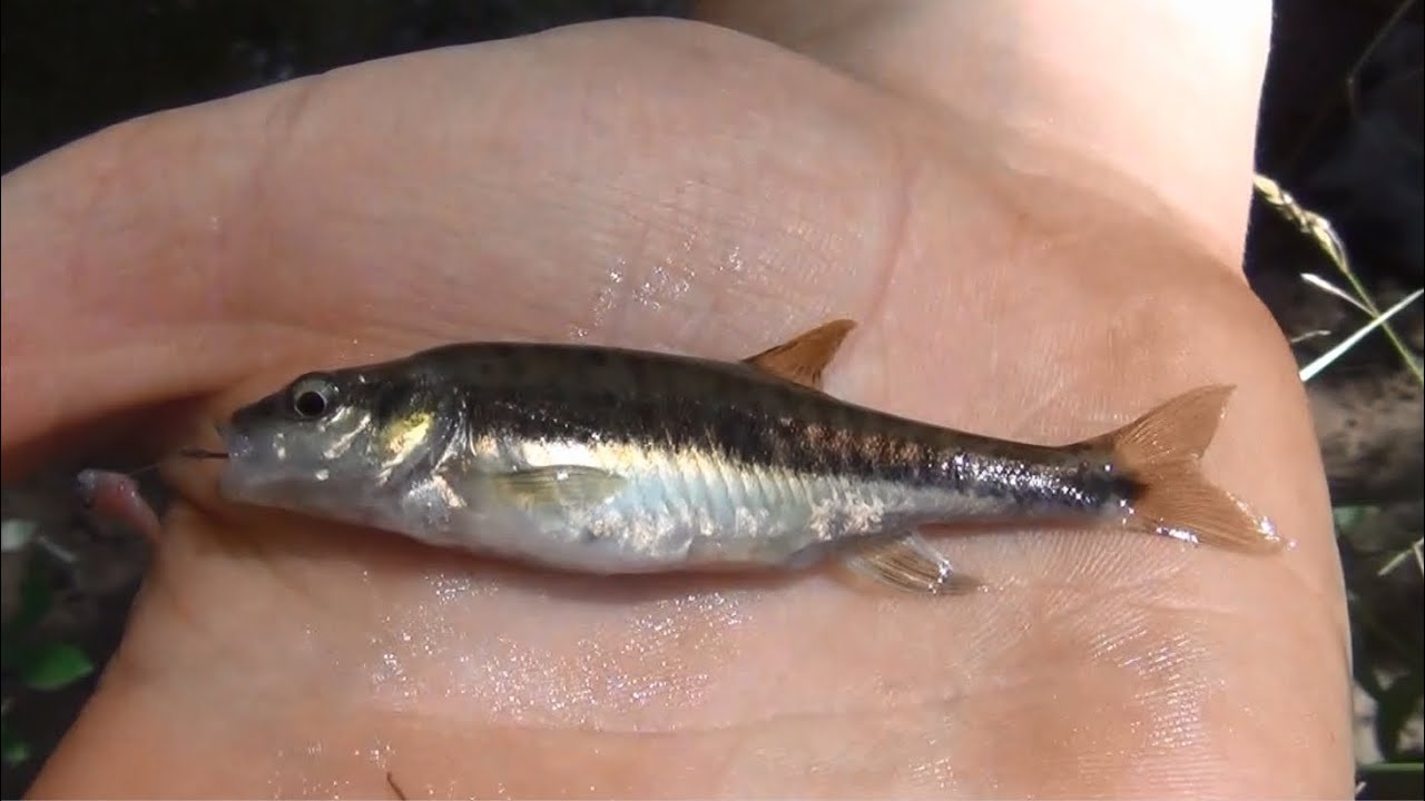 La pêche du vairon (HD)