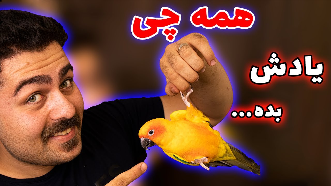آموزش حرکات نمایشی و تریک به همه طوطی ها ( اصول اولیه) || how to teach tricks to parrots