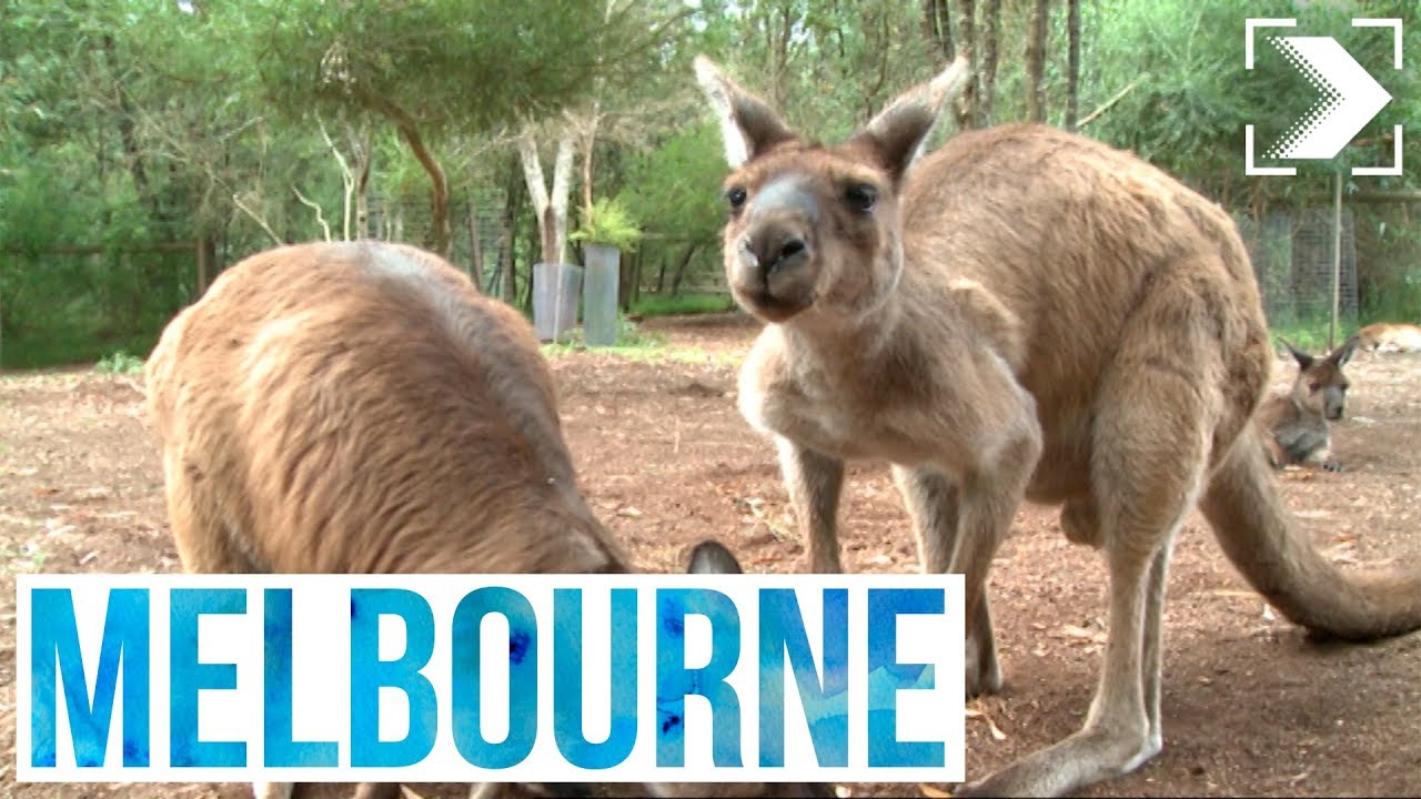 Españoles en el mundo: Melbourne (1/3) | RTVE