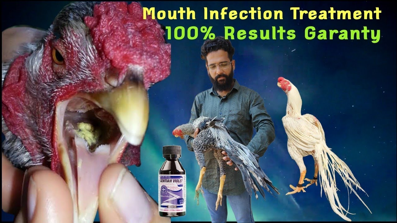 Aseel Mouth Infection Complete Treatment