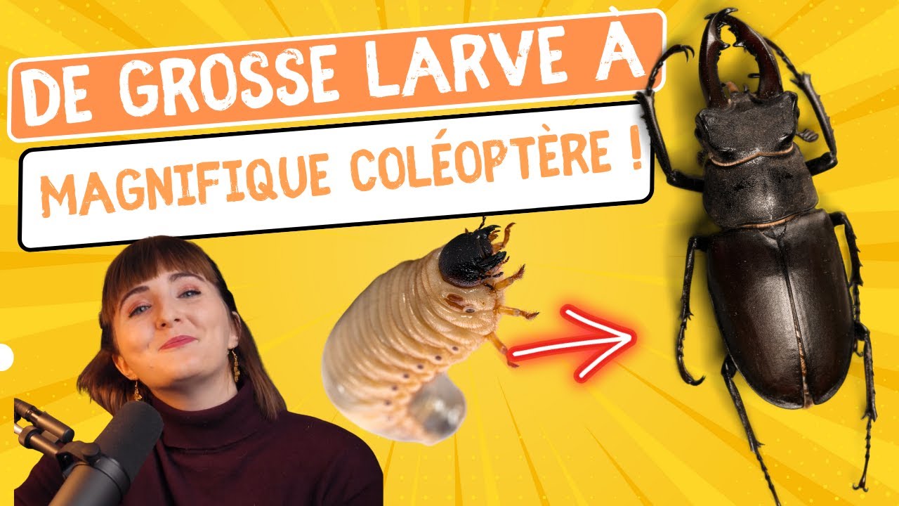 De GROSSE LARVE &agrave; MAGNIFIQUE col&eacute;opt&egrave;re !