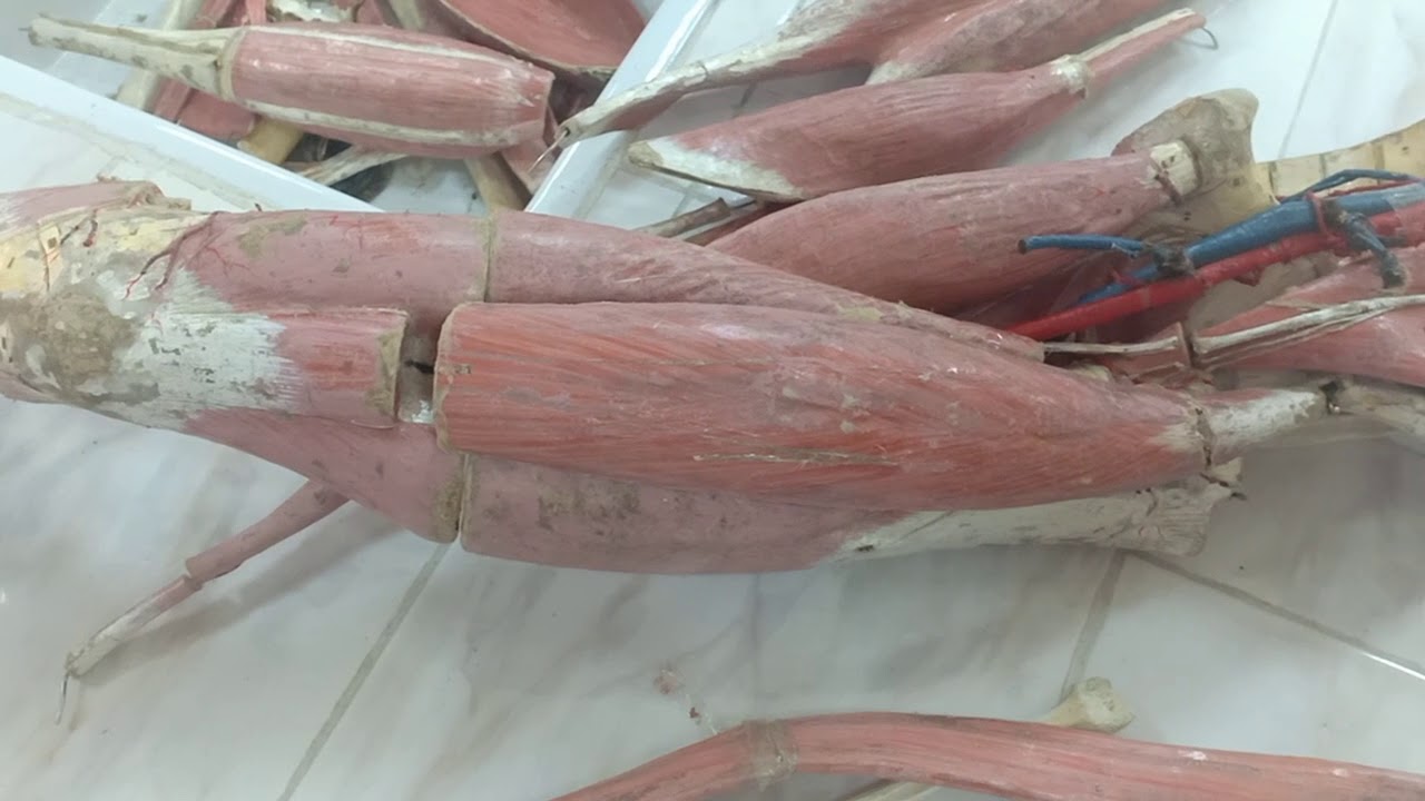 Muscles de la cuisse 1