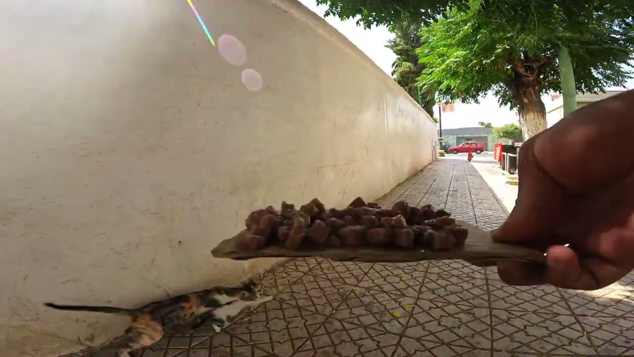 The poor mother cat is scared and her kitten runs away into the street.