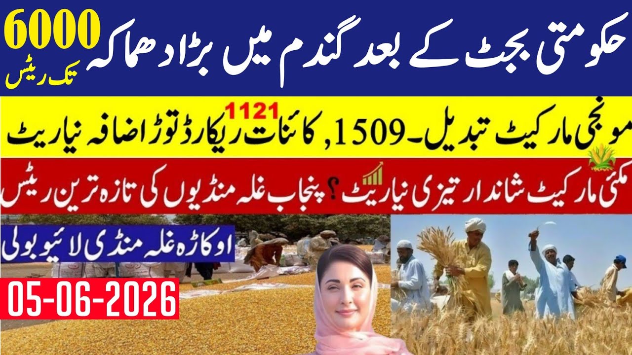 New Gandum Rates Today 2026 || New Wheat Price Today || Gundam kay Rates Today 2026
