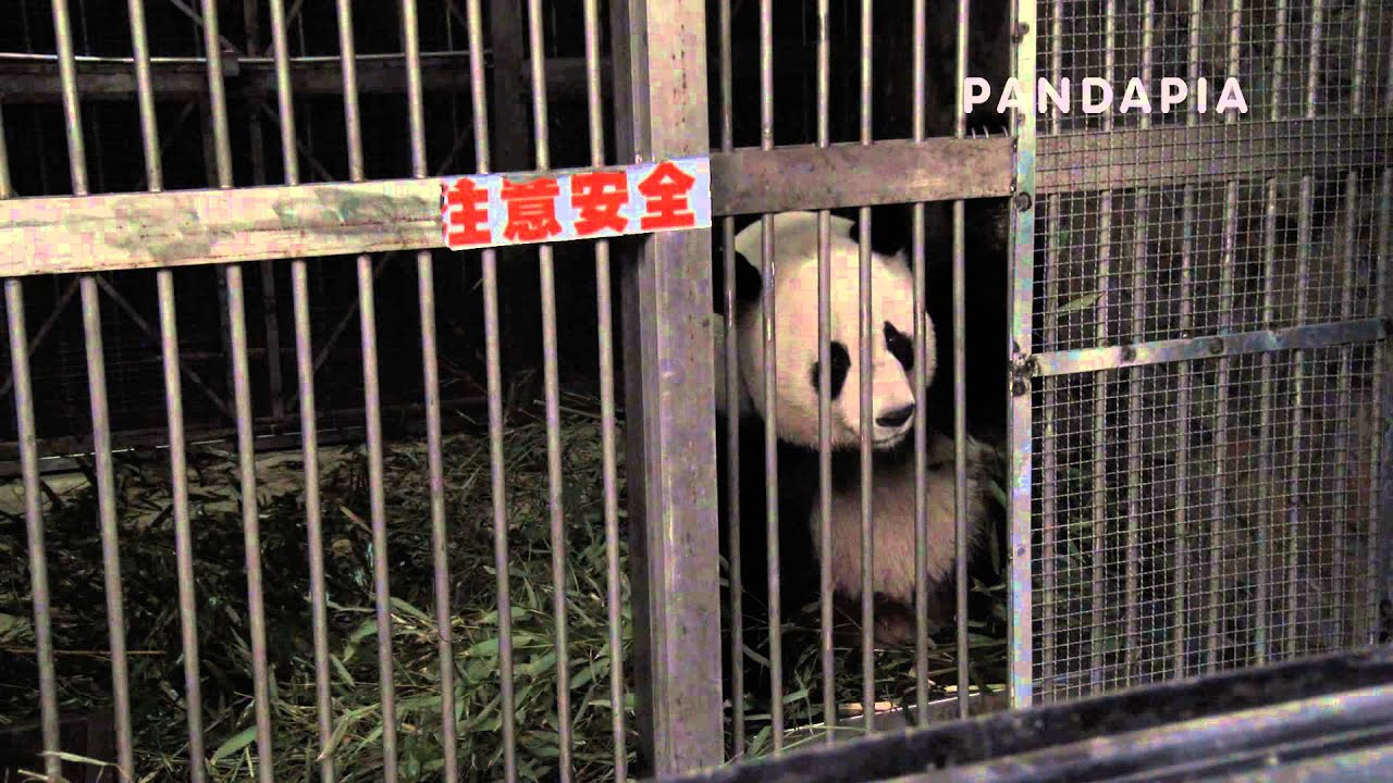 pandapia 20140327-A0900-飼養工作-愛浜在籠子裏