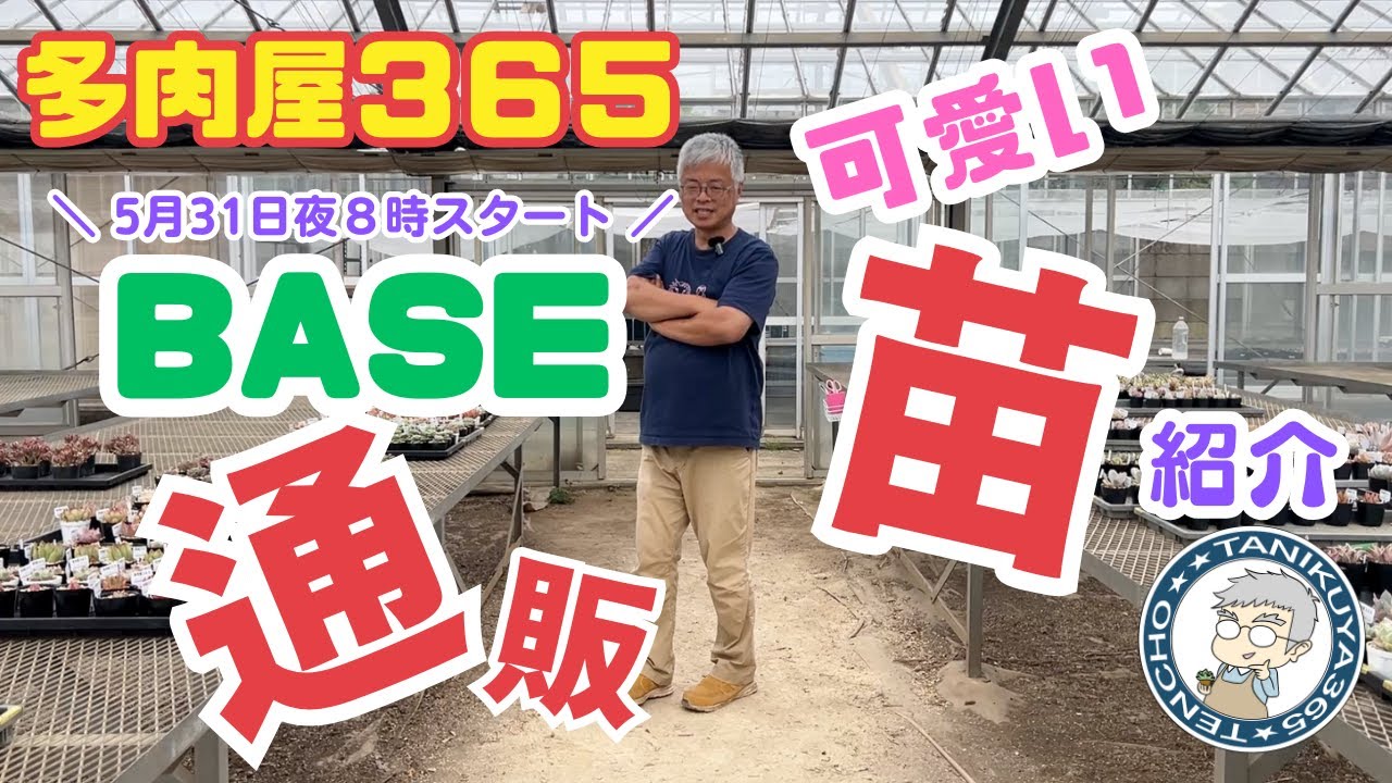 【多肉植物】おうちで多肉狩り！多肉屋３６５BASE通販