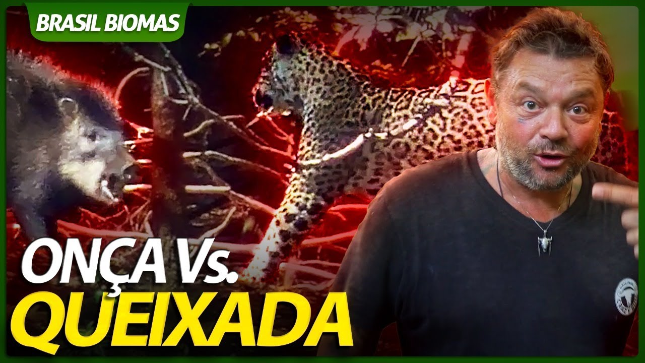 INCR&Iacute;VEL! QUEIXADA N&Atilde;O ARREGA PARA ON&Ccedil;A-PINTADA! | BRASIL BIOMAS