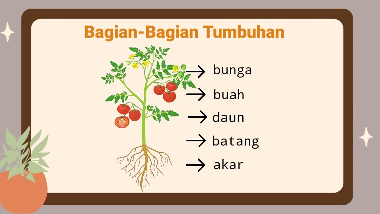 Bagian-Bagian Tumbuhan dan Fungsinya - IPAS BAB 1 Kelas 4 SD Kurikulum Merdeka