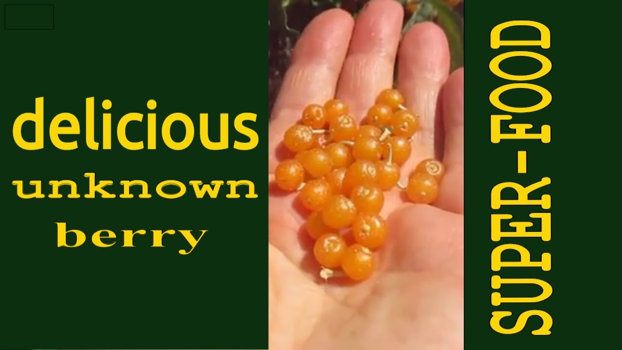 A Little Known Delicious SUPER-Food Berry - Elaeagnus (Autumn Olive or Autumnberry).