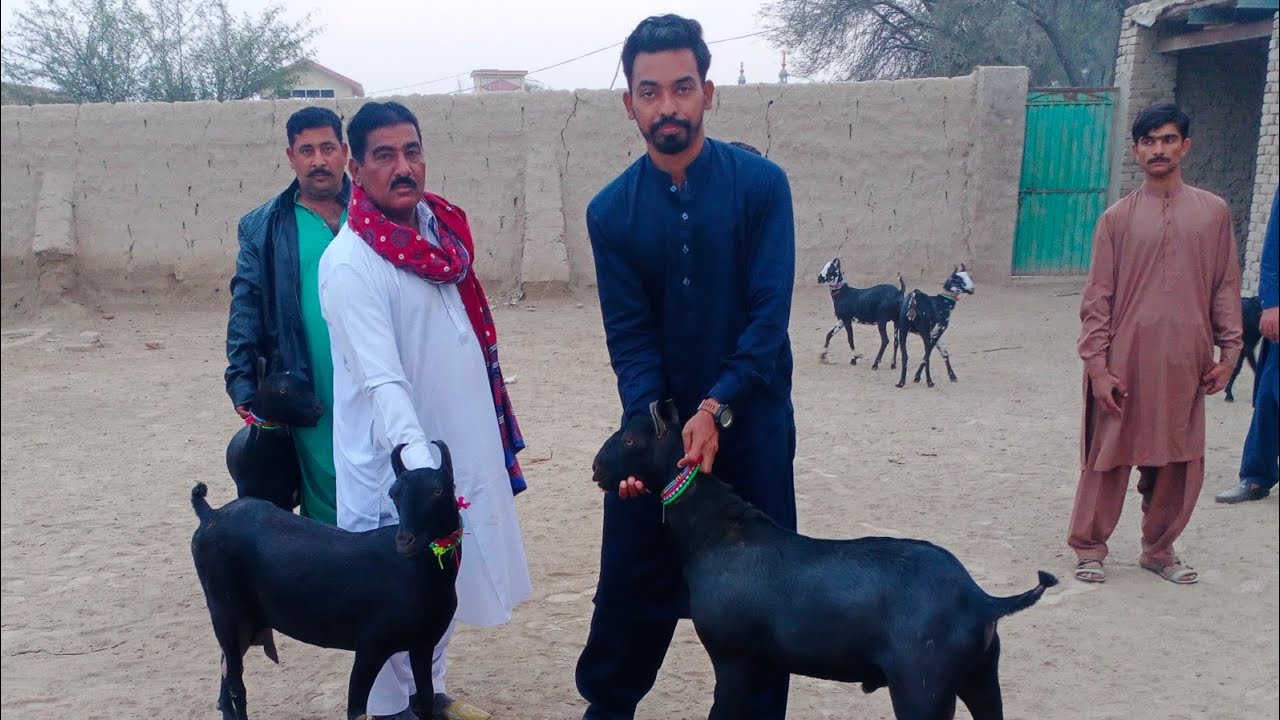All Black Barbari Goat Jatt Black Dear Colour Sindh Pakistan Barbari Goat Documentary