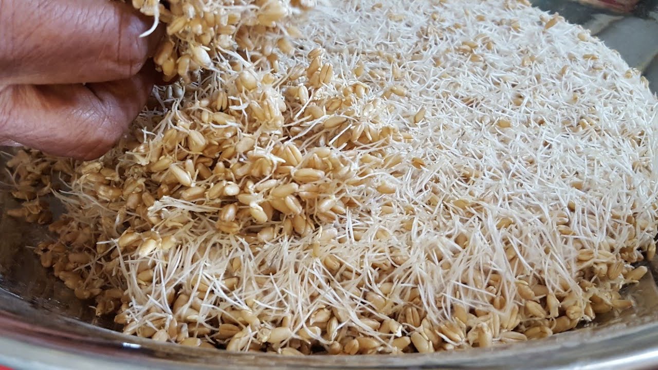 How to make Samnak ka Ataa / Wheat Sprouts / Sprouted Wheat Flour Recipe by (YES I CAN COOK)