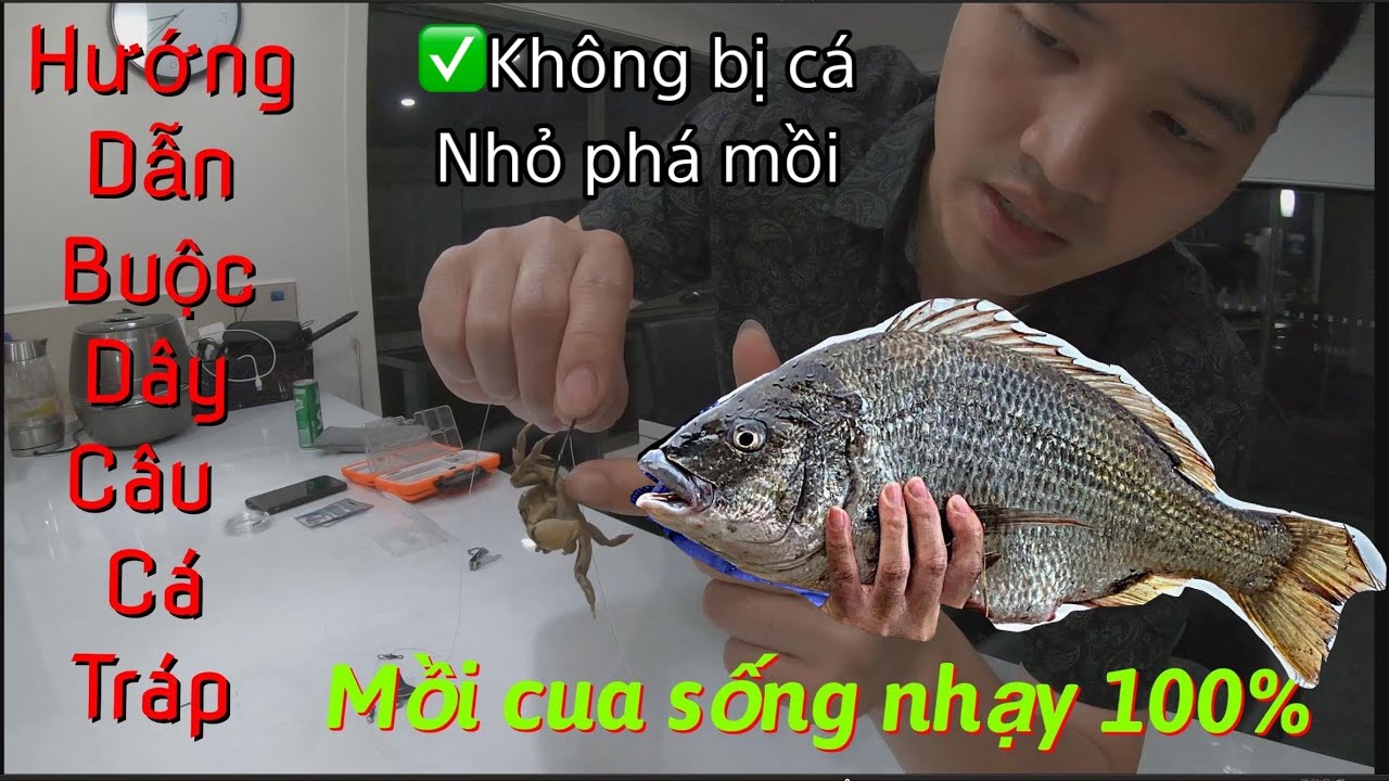 Hướng dẫn buộc dây câu cá tráp (hanh) bằng mồi cua còn sống siêu nhạy.