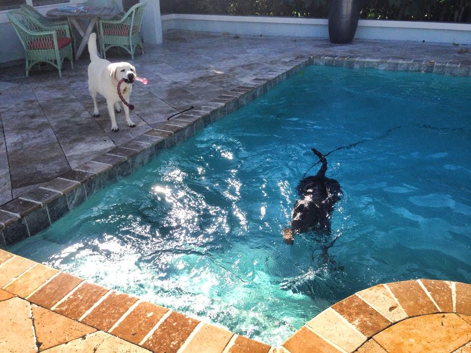 Extreme Phobia, fear of swimming - Dog Rehabilitation
