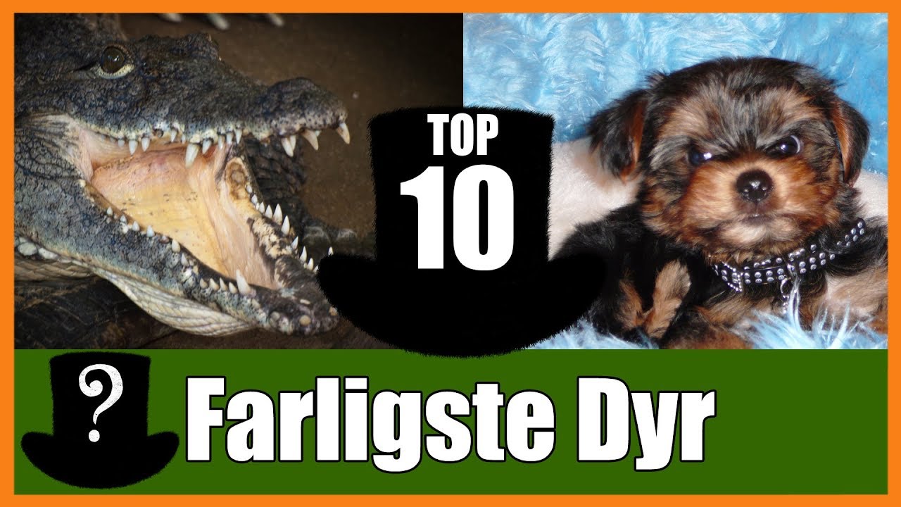 TOP 10 Farligste Dyr i Verdenen