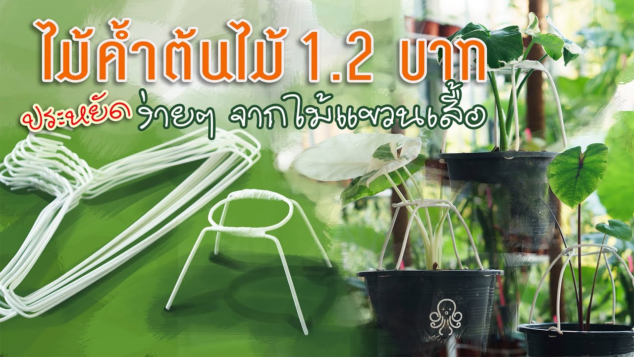D.I.Y. by หมึกยักษ์..ไม้ค้ำต้นไม้ราคาประหยัด จากไม้แขวนเสื้อ 1.2 บาท