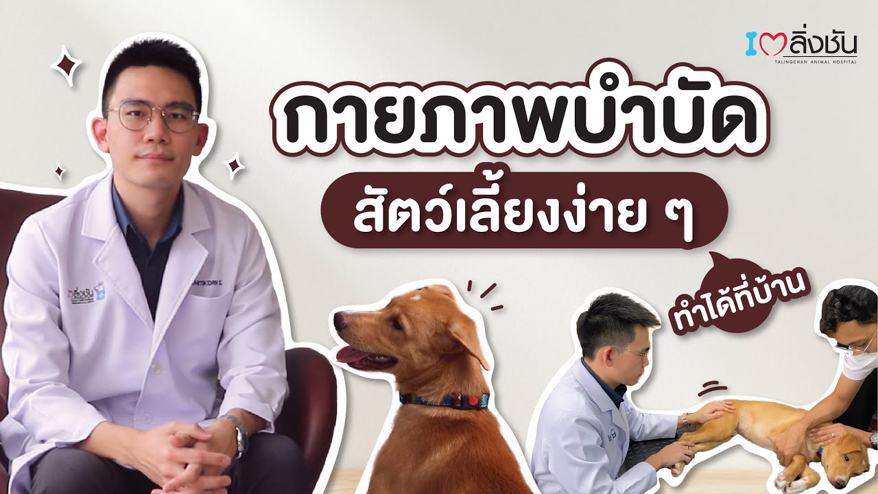 กายภาพบำบัดสัตว์เลี้ยงง่าย ๆ ทำได้ที่บ้าน