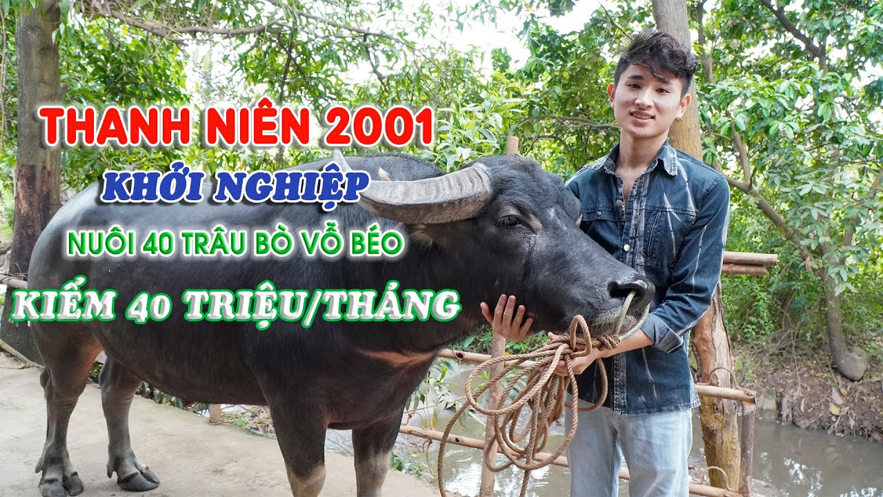 Thu 40 triệu/tháng với mô hình nuôi trâu, bò vỗ béo || Kỹ thuật nuôi và vỗ béo trâu, bò hiệu quả cao
