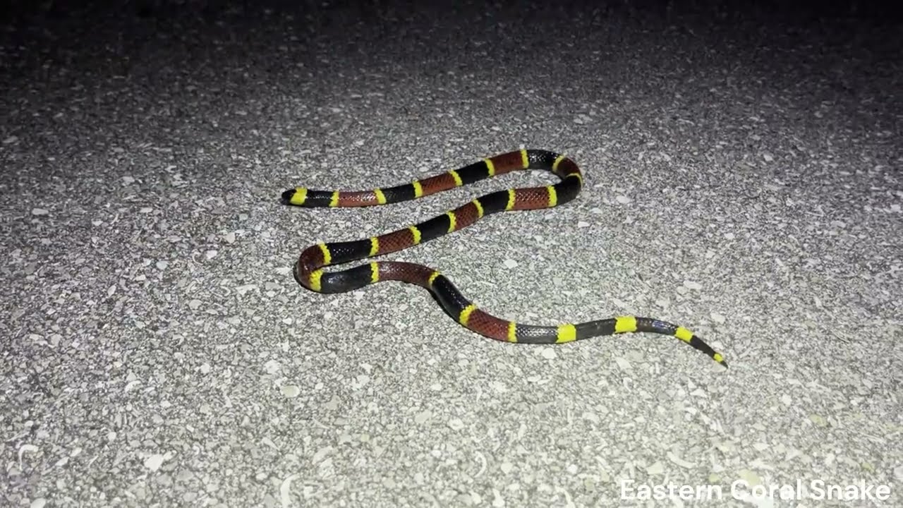 Snake Hunting in the Everglades - Cottonmouths Everywhere and a Rare Coral Snake
