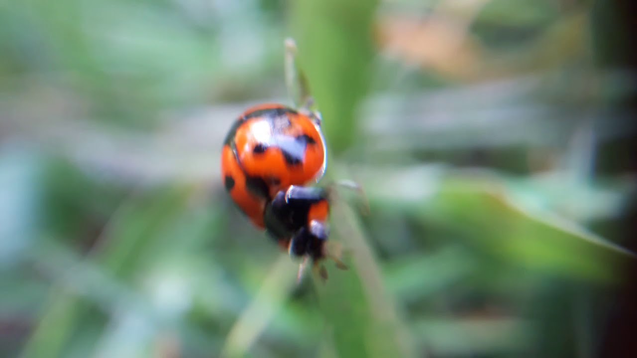 Ladybug-Macro video