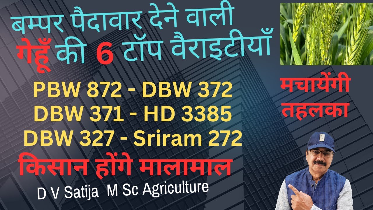 Gehu ki top 6 varieties | new wheat varieties | pbw 872-dbw 372-dbw 371-HD 3385- dbw 327-sriram 272