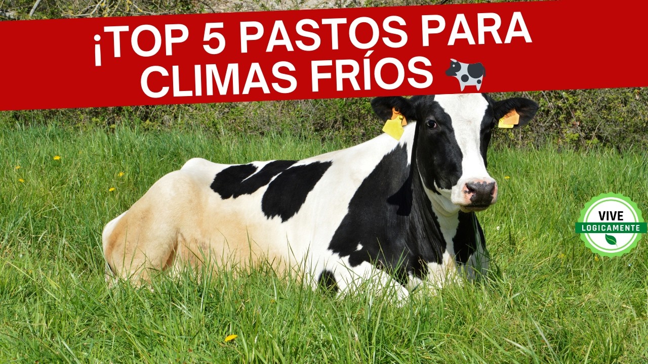 Pastos de Alta Calidad para Climas Fríos: Guía 2024 #pastos