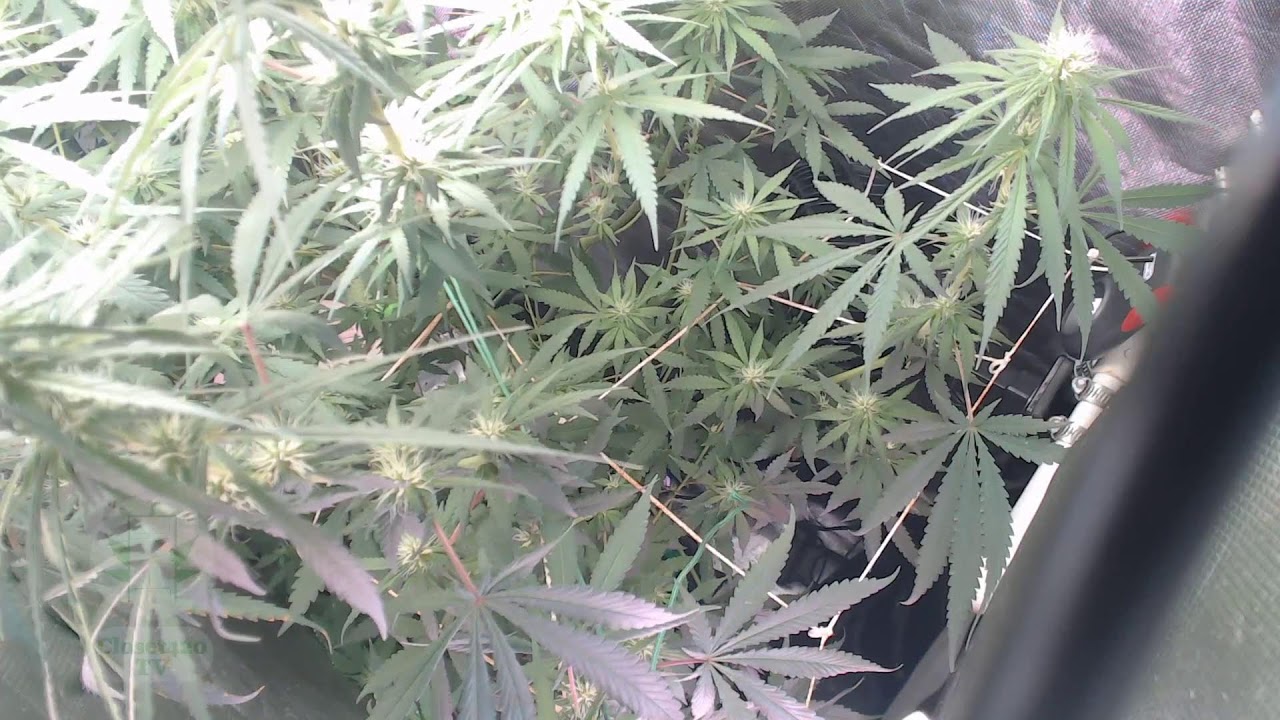 Closet 420 Television - Commonwealth of Virginia based 24/7 cannabis grow live stream