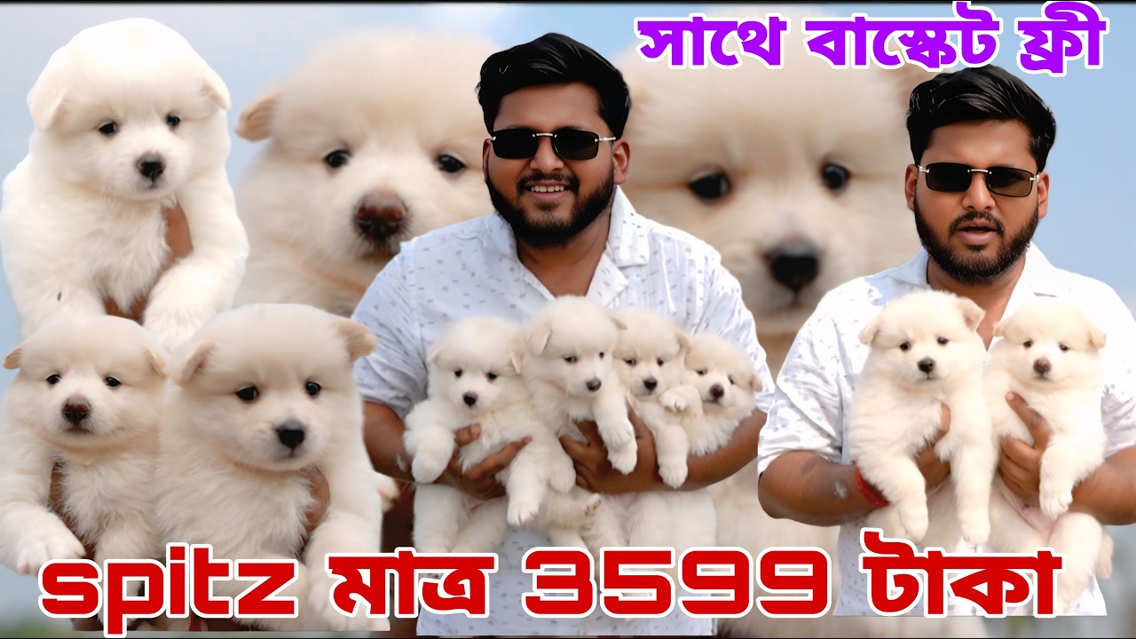 German spitz মাত্র 3599 টাকা !!home breed puppy!! Dog market in Kolkata!!pet market in Kolkata