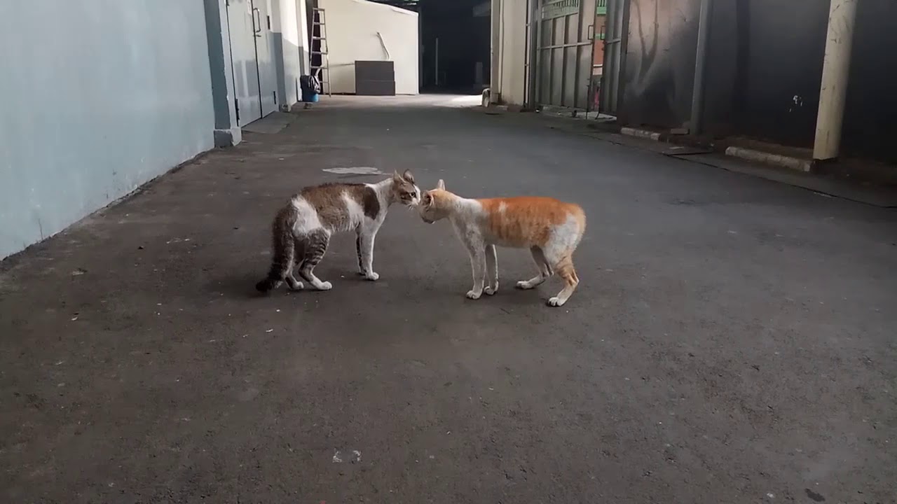 Inilah pertarungan tersadis kucing , sampai berdarah darah