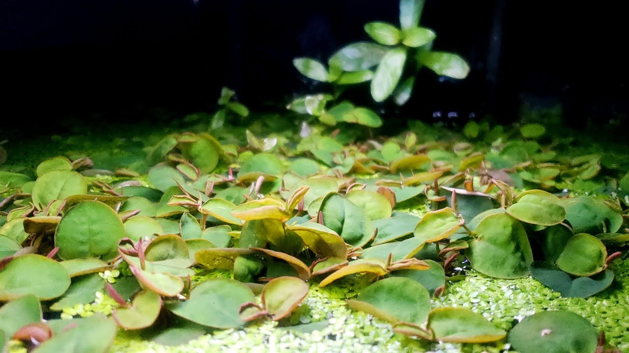 Red Root Floaters. A Beautiful & Useful Plant.  Great for Shrimp, Fry & Aquarium Aquascapes!