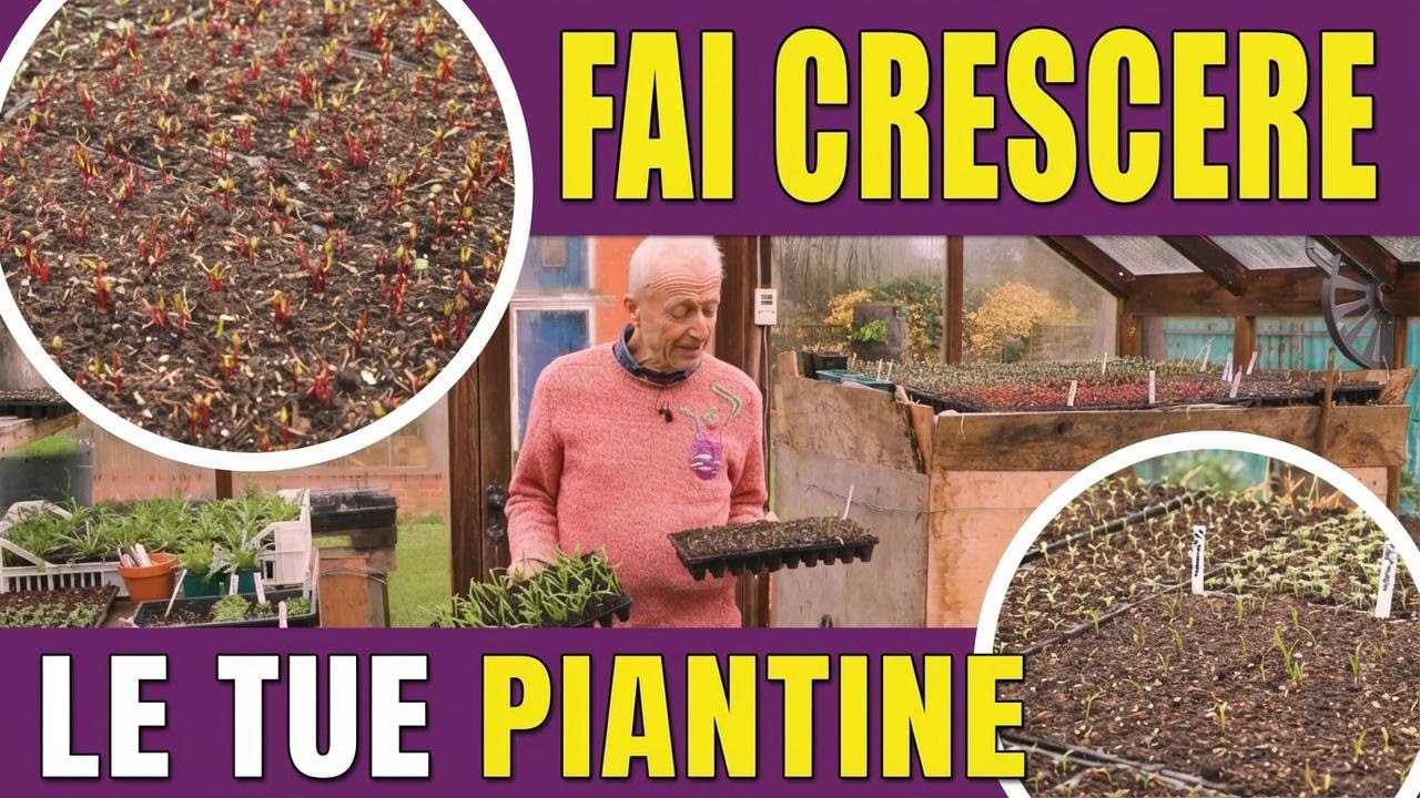 Asilo delle piantine a inizio primavera: calore, luce e crescita vigorosa