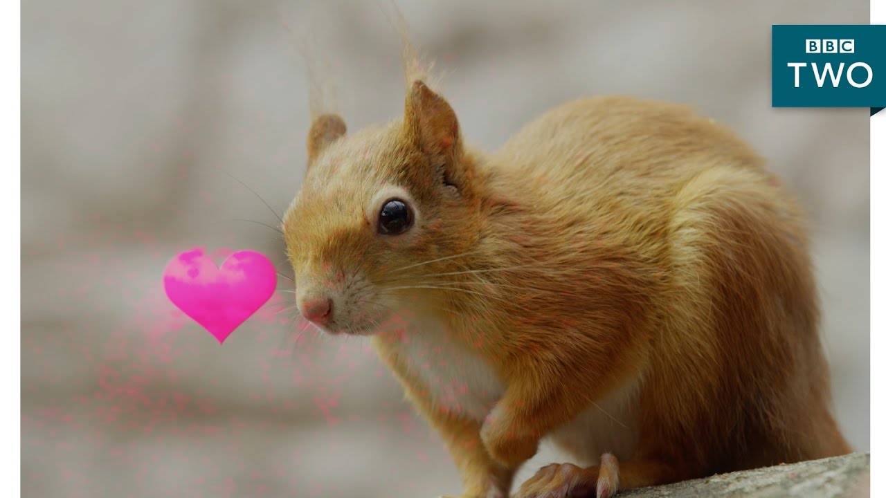 Squirrels in love - Wild Tales from the Village - BBC