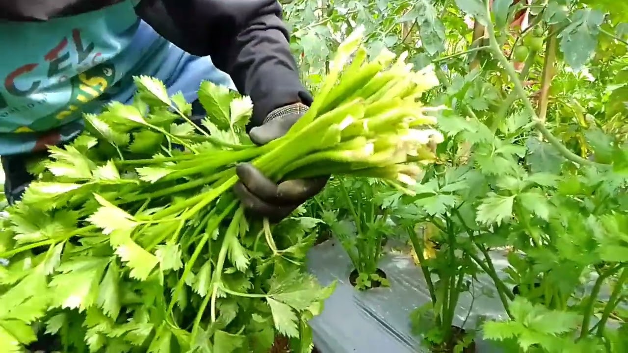 Panen seledri kali ini harga melejit