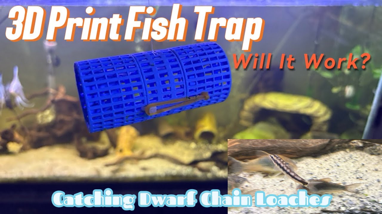 Catching The Chain Loaches! 3D Printed Trap! #fishtrap #fishtank #viral #pnw #fish #aquarium #pets 