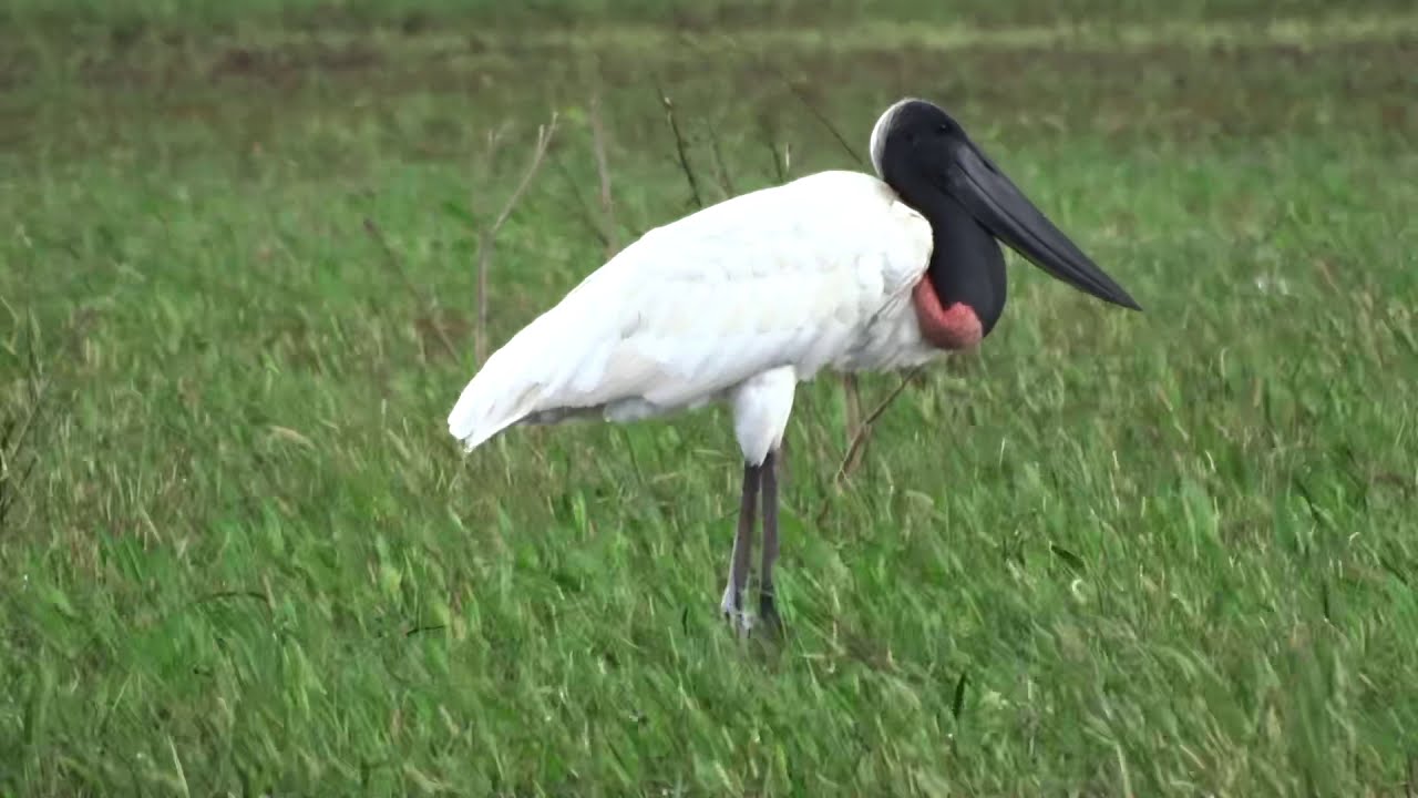 Tuiui&uacute;, Aves do Pantanal