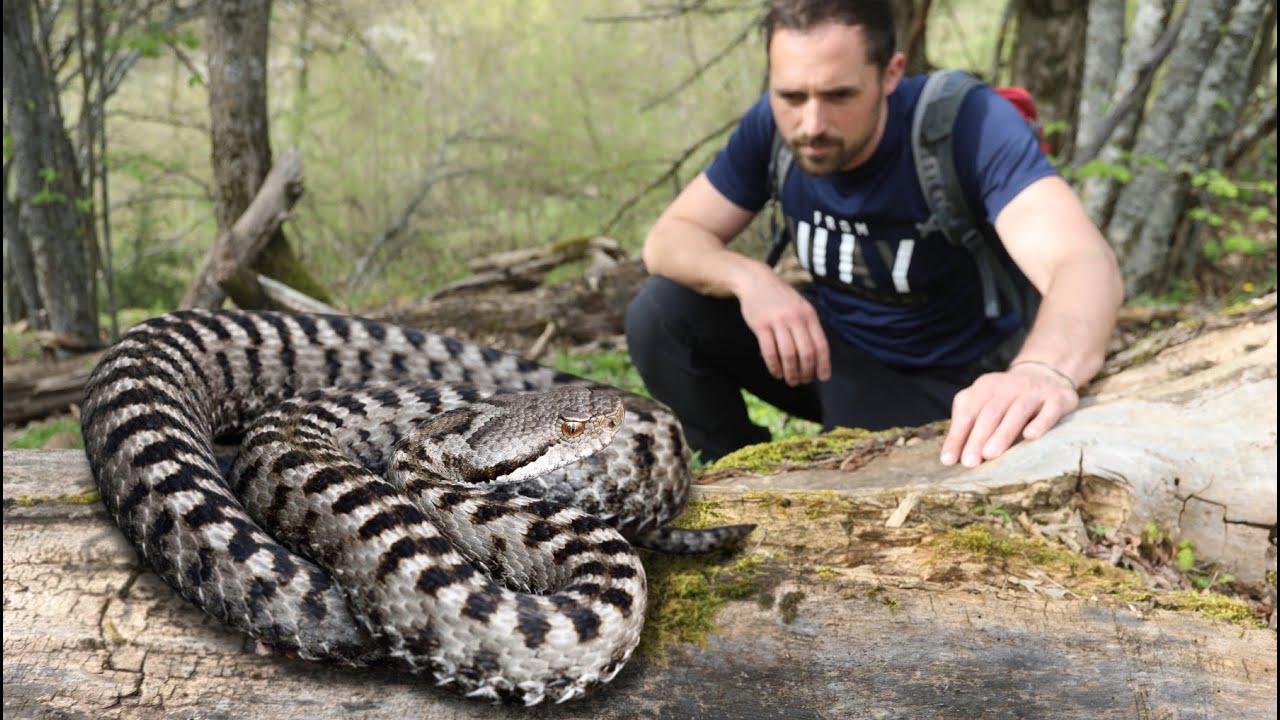 L’ASPIDE: la VIPERA più diffusa in Italia!