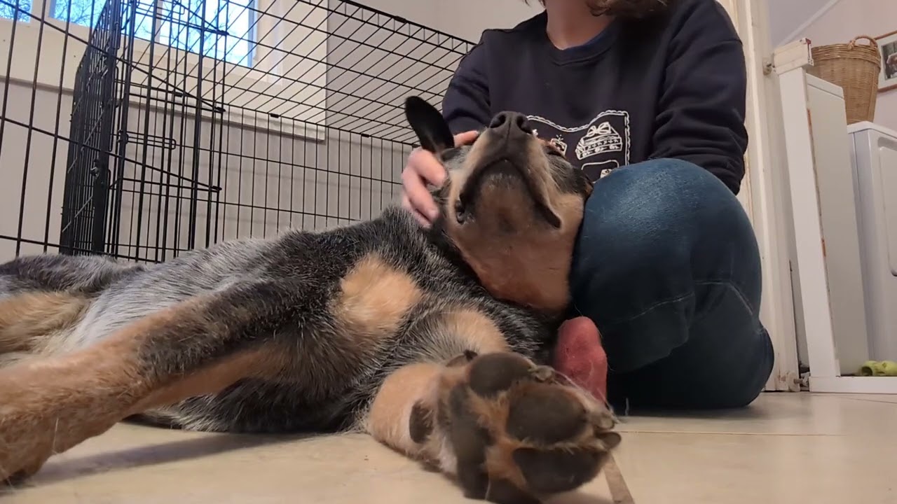 Canine Somatics: Healing Trauma One Massage at a Time 