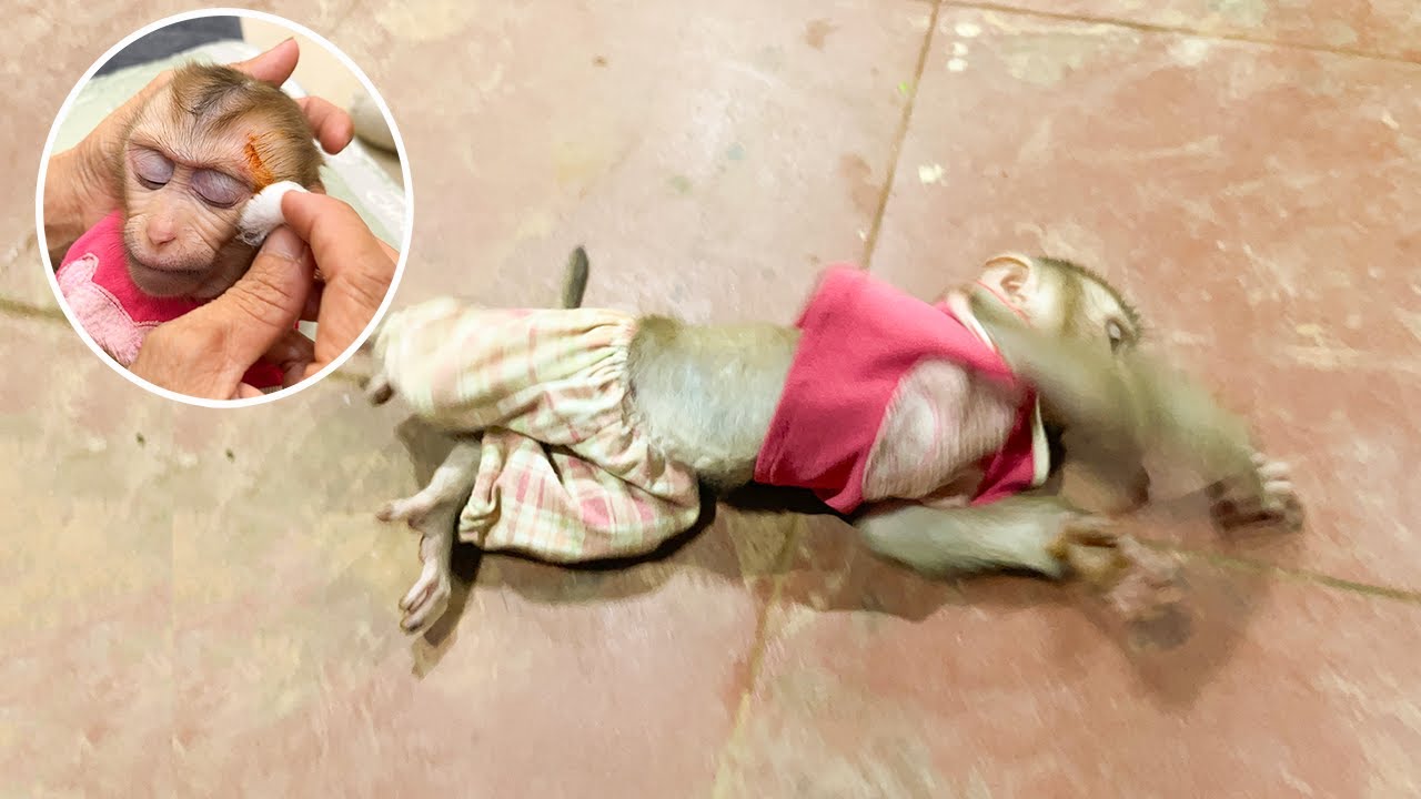 Monkey YUYU Falls Down Heavily after False Jump, making Family Worried!