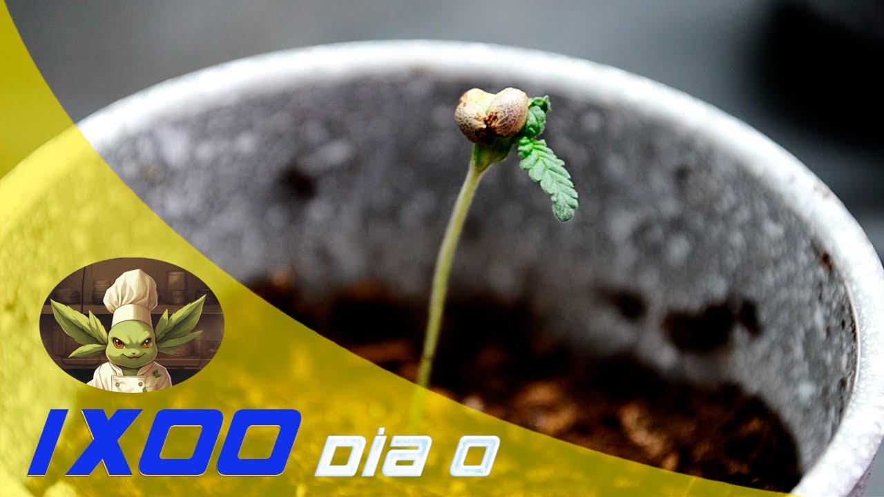 DESDE 0 PRIMER SEGUIMIENTO DE AUTOCULTIVO EN INTERIOR FANCY DON ROUCH RKIEM SEEDS