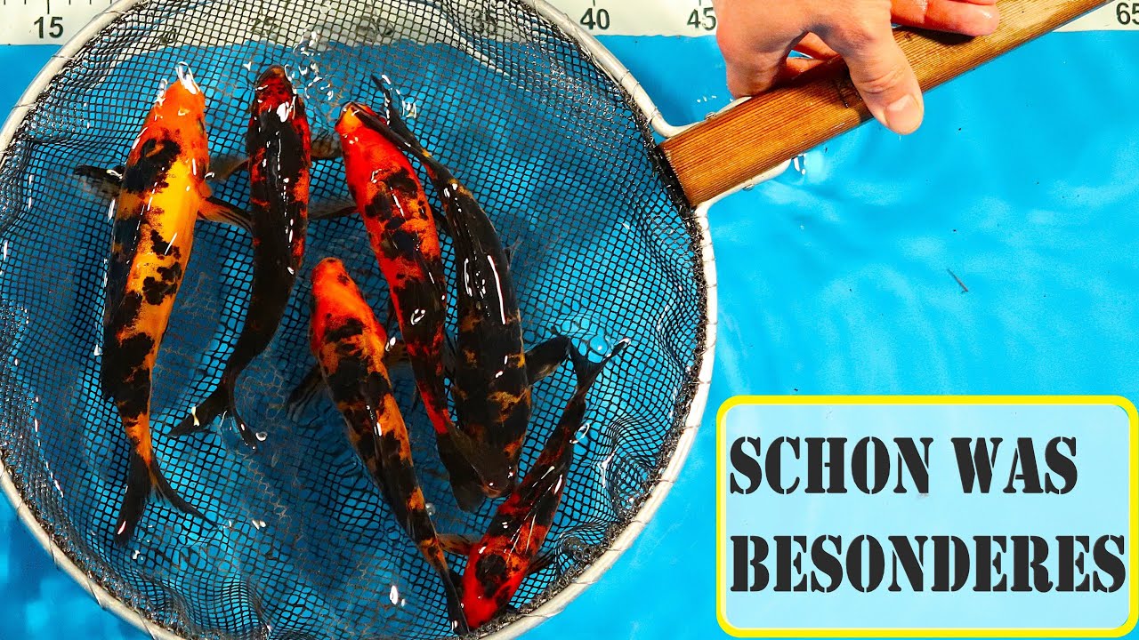seltene Koi Varietät selbst gezüchtet - Doitsu Aka Bekko