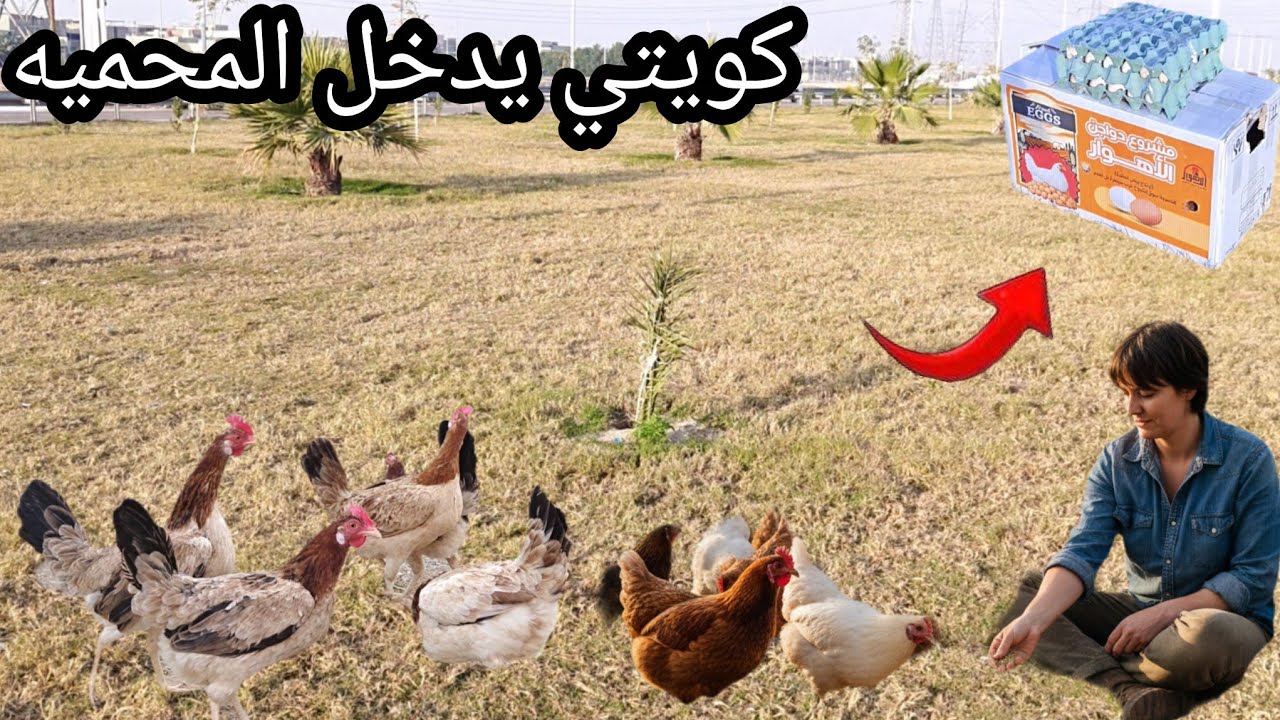 جبت وجبت دجاج 🎁 مطوك+ بعت الكحالي🐔+جبت طبقتين بيض 🥚 كويتي لاتفوت لحضه من الفيديو🔥