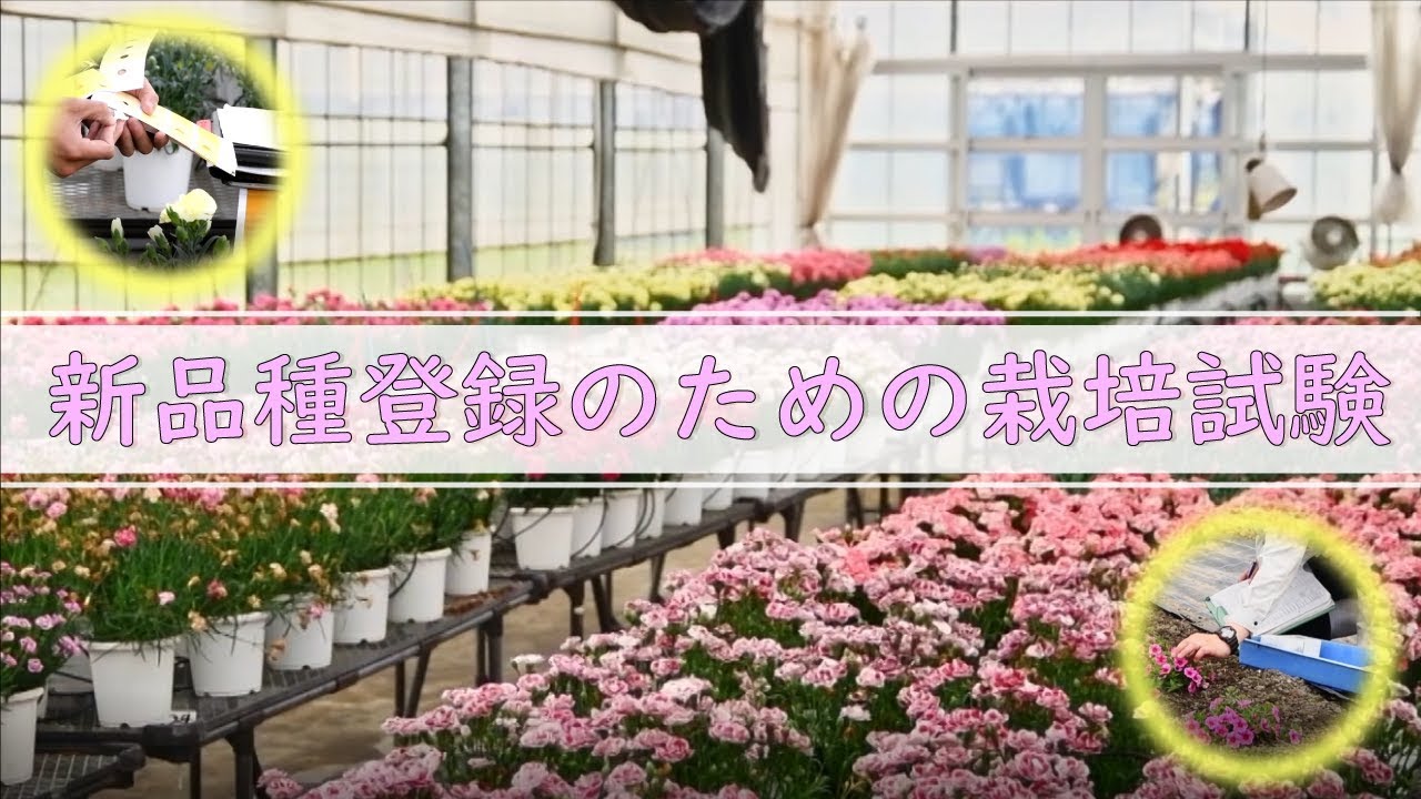 新品種登録のための栽培試験