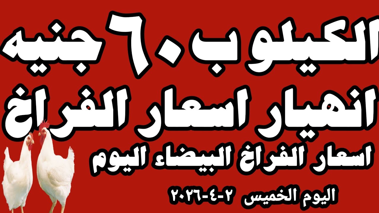 اسعار الفراخ البيضاء اليوم سعر الفراخ البيضاء اليوم الخميس ٢-٤-٢٠٢٦ في المحلات في مصر 