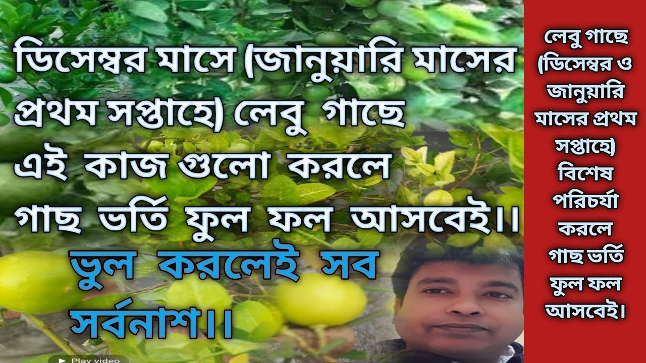 লেবু গাছে (ডিসেম্বর ও জানুয়ারি মাসের প্রথম সপ্তাহে) বিশেষ পরিচর্যা করলে গাছ ভর্তি ফুল ফল আসবেই।
