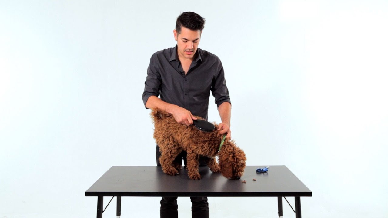 How to Brush & Groom Your Puppy | Puppy Care
